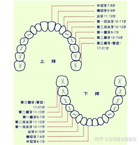 人有多少牙|成人一共有多少颗牙齿